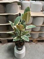 Ficus elastica robusta Tineke – 60 cm 3-steks, Huis en Inrichting, Kamerplanten, Ophalen, Ficus, Halfschaduw, Minder dan 100 cm