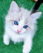 Ragdoll Kittens met stamboom, Gechipt, 0 tot 2 jaar