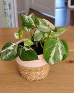 Scindapsus epipremnum Njoy, Ophalen, Overige soorten, Minder dan 100 cm