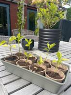 Paprika Plantjes - Eigen Kweek, Ophalen, Gehele jaar, Volle zon, Zaad