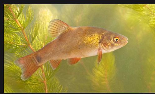 GEZOCHT:  kleine zeelt (5-10 cm) ongeveer, Dieren en Toebehoren, Vissen | Vijvervissen, Karper of Koi