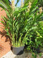 Gemberlelie Hedichium spicatum, Volle zon, Vaste plant, Zomer, Ophalen
