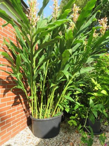 Gemberlelie Hedichium spicatum beschikbaar voor biedingen