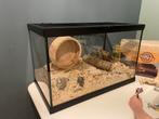 Glazen terrarium 60cm bijv hamsterhok incl accessoires, Dieren en Toebehoren, Knaagdieren en Konijnen | Hokken en Kooien, Ophalen