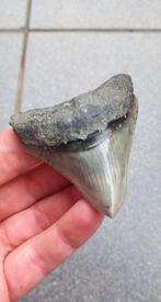 Megalodon haaientand uit Indonesie fossiel, Ophalen of Verzenden, Mineraal