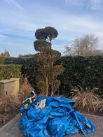 Bonsai Geknipte Boom, Bloeit niet, Halfschaduw, Overige soorten, 100 tot 250 cm