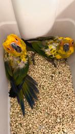 Süper tamme baby zonparkieten, Dieren en Toebehoren, Vogels | Parkieten en Papegaaien, Meerdere dieren, Dwergpapegaai of Agapornis