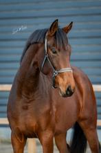 Prachtige 3 jarige merrie uit moederlijn met veel predicaten, Merrie, Met stamboom, Dressuurpaard, 3 tot 6 jaar