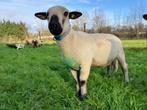 Volbloed Hampshire Down ram te huur, Dieren en Toebehoren, Schapen, Geiten en Varkens, Mannelijk, Schaap, 0 tot 2 jaar