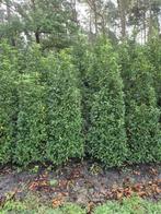Prunus lusitanica portugese laurier 150-175 haagplant, Tuin en Terras, Planten | Struiken en Hagen, Ophalen, Laurier, Haag, 100 tot 250 cm