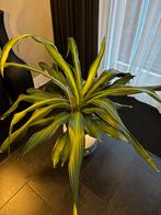 Dracaena (incl. pot), Ophalen, Overige soorten