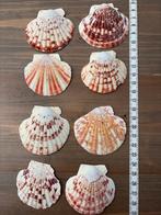 8 St. Jacobsschelpen - Decoupage & Knutselen, Ophalen of Verzenden, Gebruikt, Materiaal
