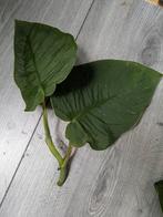 Monstera Dubia gewortelde stekken, Ophalen of Verzenden, Overige soorten, Minder dan 100 cm