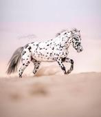 In 2026 weer ter dekking, knappe appaloosa hengst, Dieren en Toebehoren, Hengst