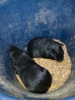 2 mooie cavia beertjes te koop!, Dieren en Toebehoren, Knaagdieren, Cavia, Mannelijk, Tam, September