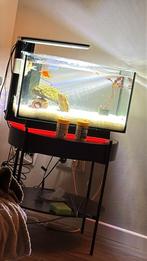 Aquarium met Florida kreeft, Dieren en Toebehoren, Vissen | Aquaria en Toebehoren, Ophalen of Verzenden, Zo goed als nieuw, Leeg aquarium