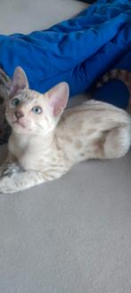 Savannah zuiver ras met STB.  ! LAATSTE DAG/ KANS !, Kater, Met stamboom, 0 tot 2 jaar