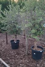 Olijfbomen olea op stam., 100 tot 250 cm, Olijfboom, Zomer, Ophalen