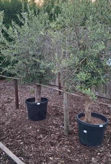 Olijfbomen olea op stam.  beschikbaar voor biedingen