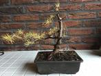 Lariks bonsai, Tuin en Terras, Ophalen, Bloeit niet, Halfschaduw, Overige soorten