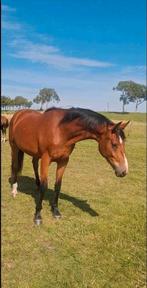 KWPN merries 2.5 jarige en 12 jarige met merrieveulen, Dieren en Toebehoren, Paarden, Dressuurpaard, 0 tot 2 jaar, 160 tot 165 cm