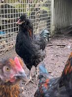 Groenlegger hanen, Araucana hanen., Mannelijk, Kip