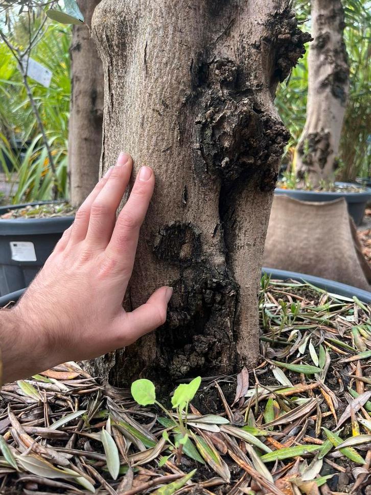 Prachtige oude olijfbomen!, Tuin en Terras, Planten | Bomen, Ophalen