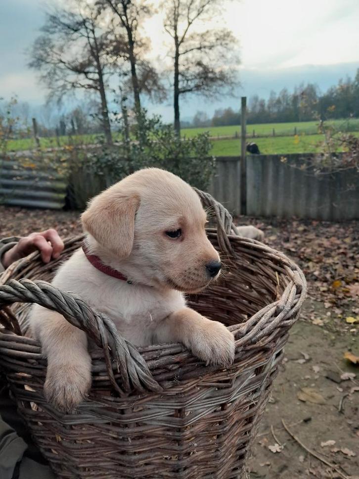 Lieve enthousiaste labrador pups, Dieren en Toebehoren, Honden | Retrievers, Spaniëls en Waterhonden, Meerdere dieren, Labrador retriever