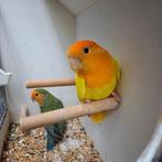 2 broedkoppels agapornis / collis uit 2025, Dieren en Toebehoren, Meerdere dieren, Dwergpapegaai of Agapornis, Geringd