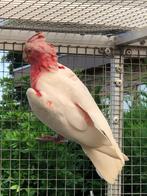 Kakatoe, Dieren en Toebehoren, Mannelijk, Papegaai, Geringd