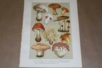 Antieke kleurenlitho - Paddestoelen oa. Champignon - 1900 !!, Antiek en Kunst, Ophalen of Verzenden