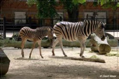 € 5 euro korting pp Zoo Antwerpen (max. 4 personen), Tickets en Kaartjes, Recreatie | Dierentuinen, Drie personen of meer, Kortingskaart