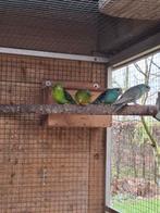 Catharinaparkieten, Dieren en Toebehoren, Vogels | Parkieten en Papegaaien, Meerdere dieren, Parkiet