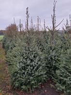 TE KOOP MOOIE KERSTBOMEN, Ophalen