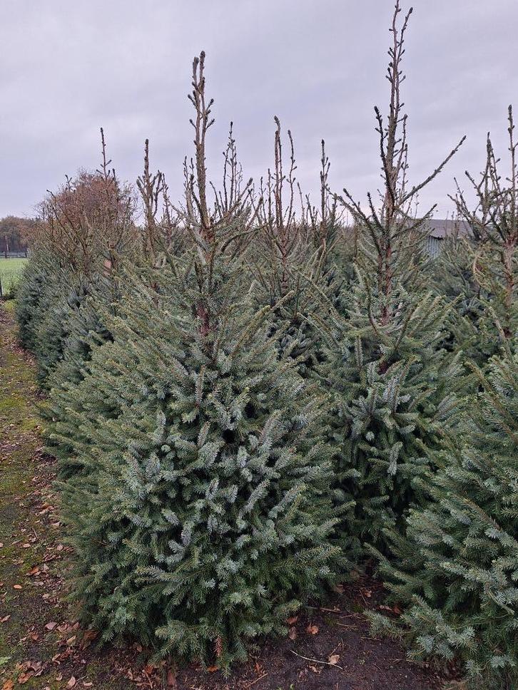 TE KOOP MOOIE KERSTBOMEN, Diversen, Kerst, Ophalen
