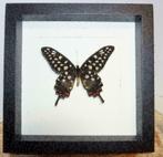 Papilio antenor vlinder in luxe lijst