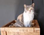 Lieve Britse Korthaar poes zoekt een gouden mandje, Dieren en Toebehoren, Poes, Gechipt, 6 jaar of ouder
