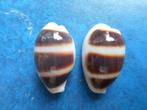 Schelpen: Cypraea asellus L. f++/gem f++/gem 12-20mm, Verzamelen, Mineralen en Fossielen, Verzenden, Schelp(en)