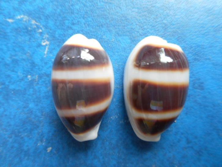 Schelpen: Cypraea asellus L. f++/gem f++/gem 12-20mm, Verzamelen, Mineralen en Fossielen, Schelp(en), Verzenden