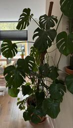 Grote Monstera Deliciosa met Mosstok & Terracotta Pot, Ophalen, Zo goed als nieuw, Met 1 controller, Original