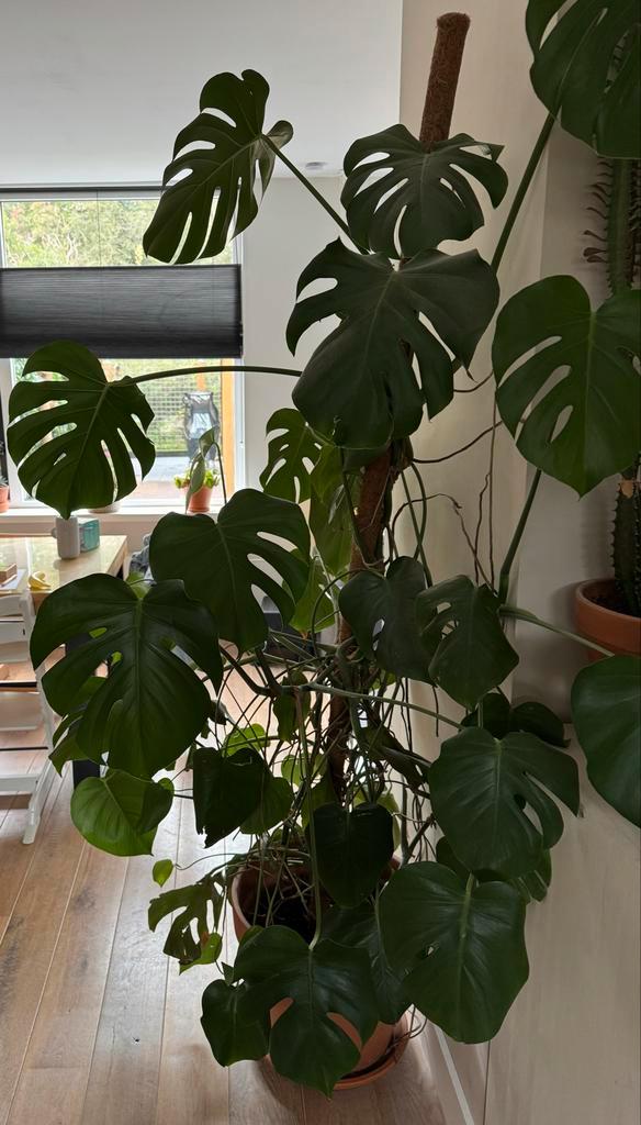 Grote Monstera Deliciosa met Mosstok & Terracotta Pot, Spelcomputers en Games, Spelcomputers | Sony PlayStation 4, Zo goed als nieuw
