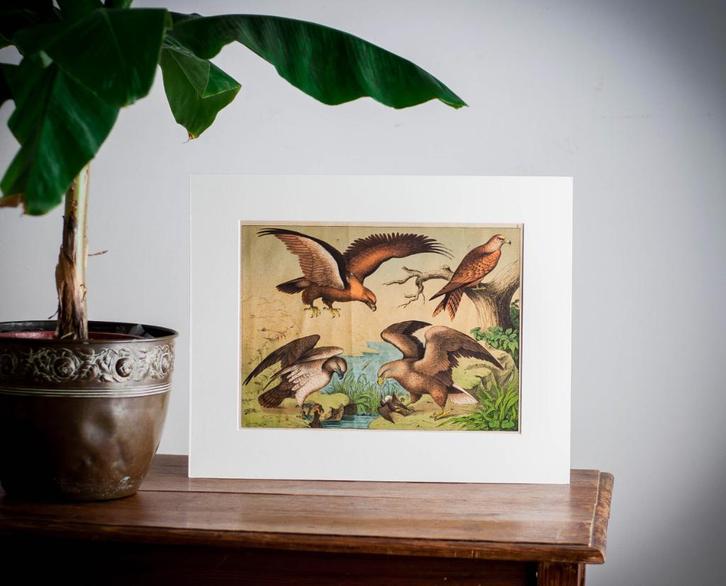 Vintage vogelprent arend, adelaar, Antiek en Kunst, Kunst | Etsen en Gravures, Verzenden