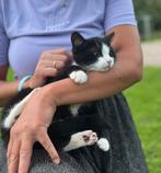 Siberische boskat kater zwart wit kitten poesen, Kater, Ontwormd, 0 tot 2 jaar