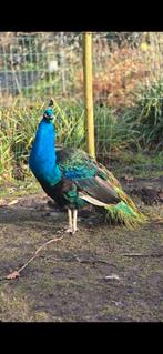 Broedeieren pauw - zwartvleugel, split wit, blauw, Dieren en Toebehoren, Geslacht onbekend, Kip