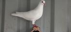 Witte doffer 2025, Dieren en Toebehoren, Vogels | Duiven, Mannelijk