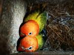 Jonge agapornis fisheries, Geslacht onbekend, Dwergpapegaai of Agapornis, Tam