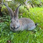 Fors gebouwde Duitse reus ram, gecastreerd en gevaccineerd, Dieren en Toebehoren, Konijnen, Mannelijk, Groot, 0 tot 2 jaar