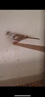 Diamant duivin, Dieren en Toebehoren, Vrouwelijk