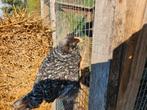 Amrock groot kuikens hennen en haantjes, Dieren en Toebehoren, Pluimvee, Meerdere dieren, Kip