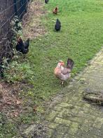 Jonge haantjes haan hanen, Dieren en Toebehoren, Mannelijk, Kip